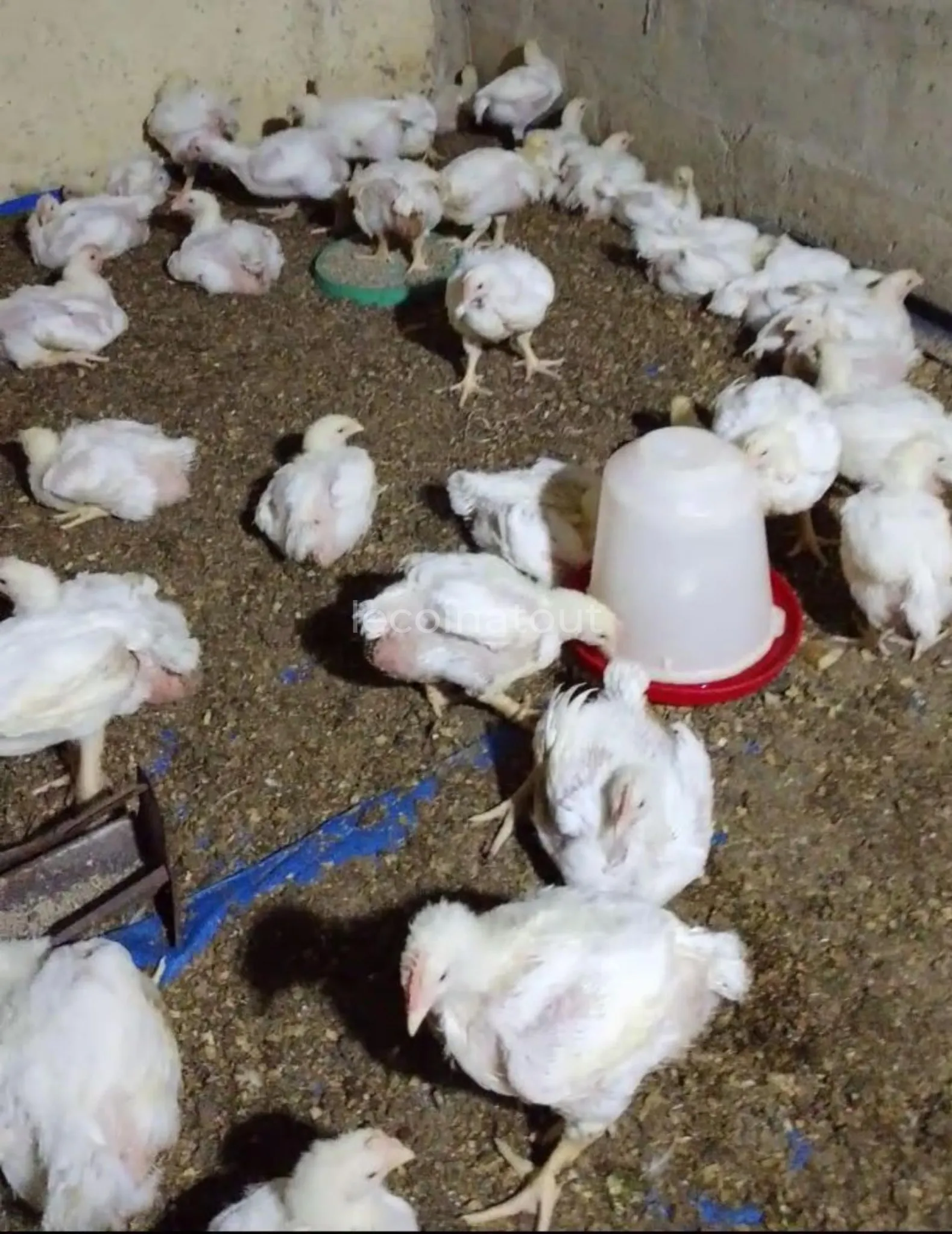 Poulet d'élevage (chair) — photo 3, Touba