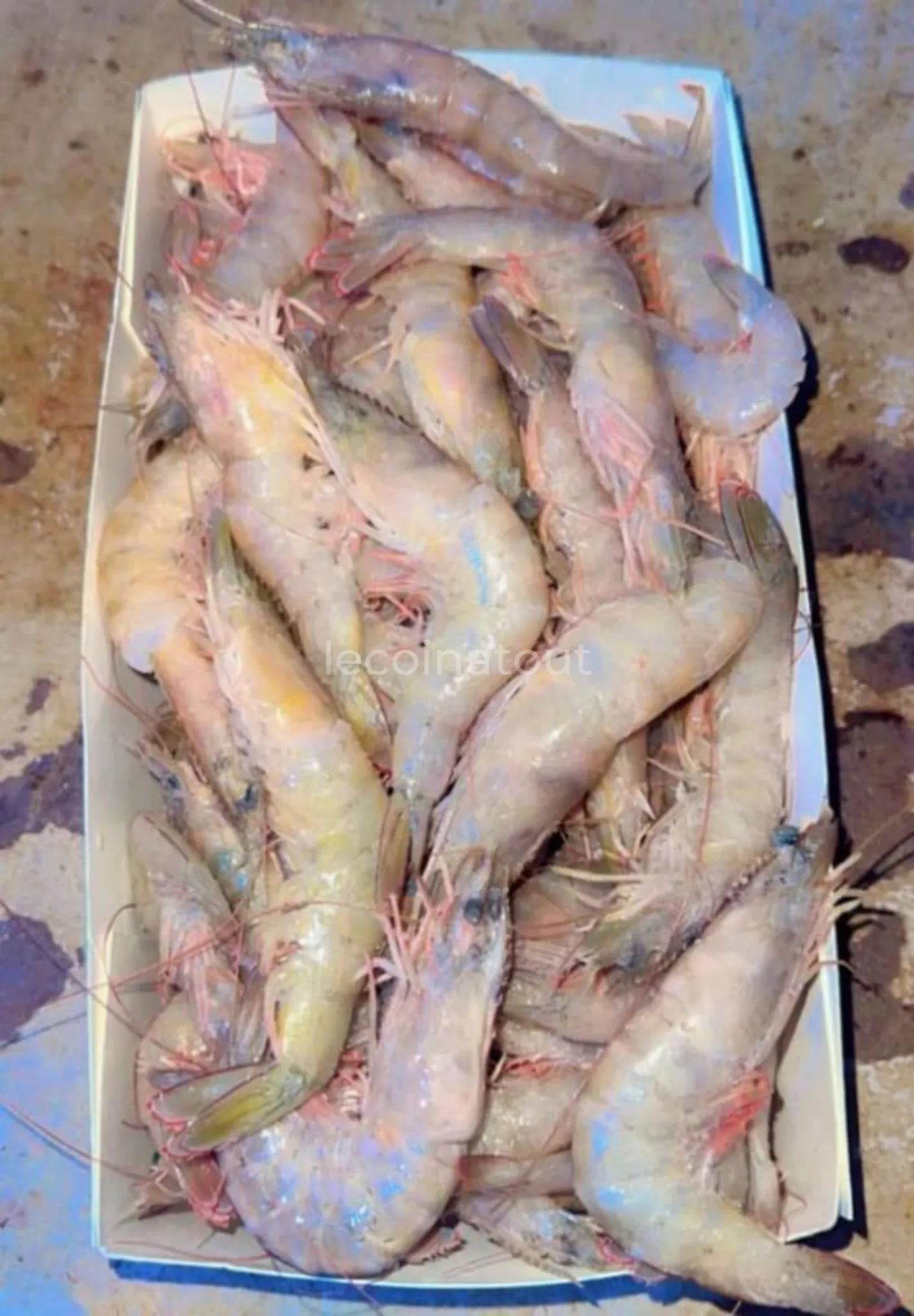 Fruits de mer — photo 5, Golf Sud