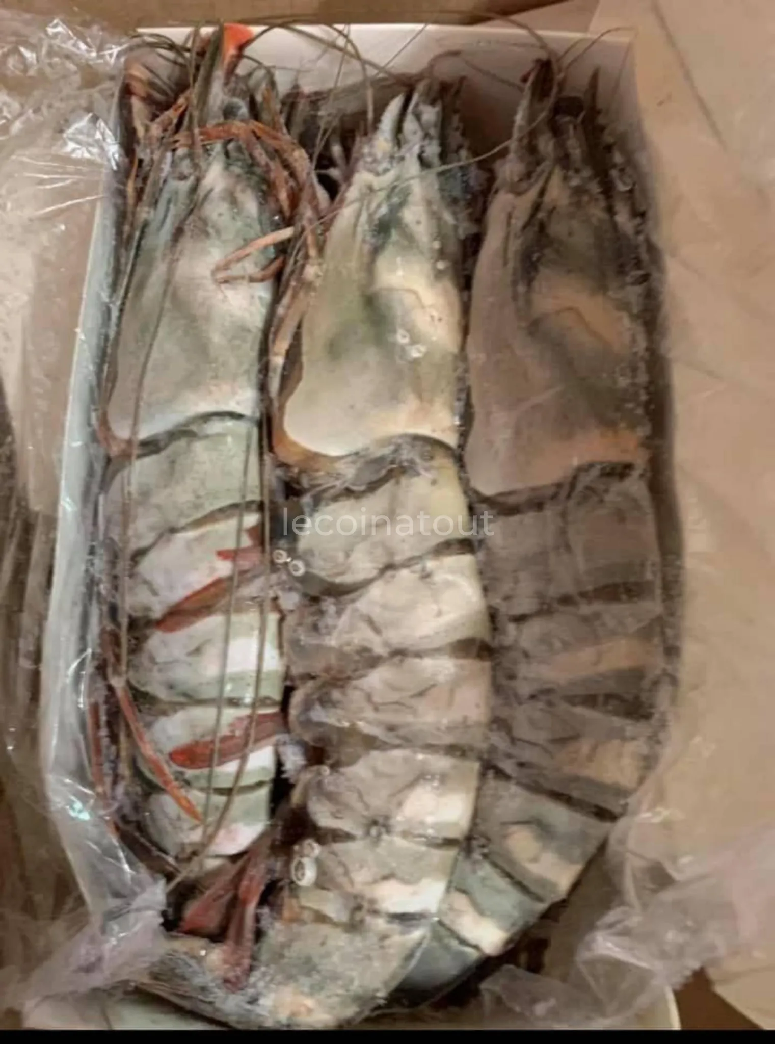 Fruits de mer — photo 2, Golf Sud