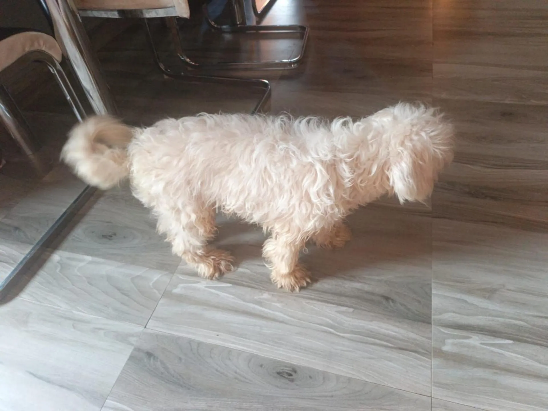 Chien de compagnie à vendre — photo 2, Pikine