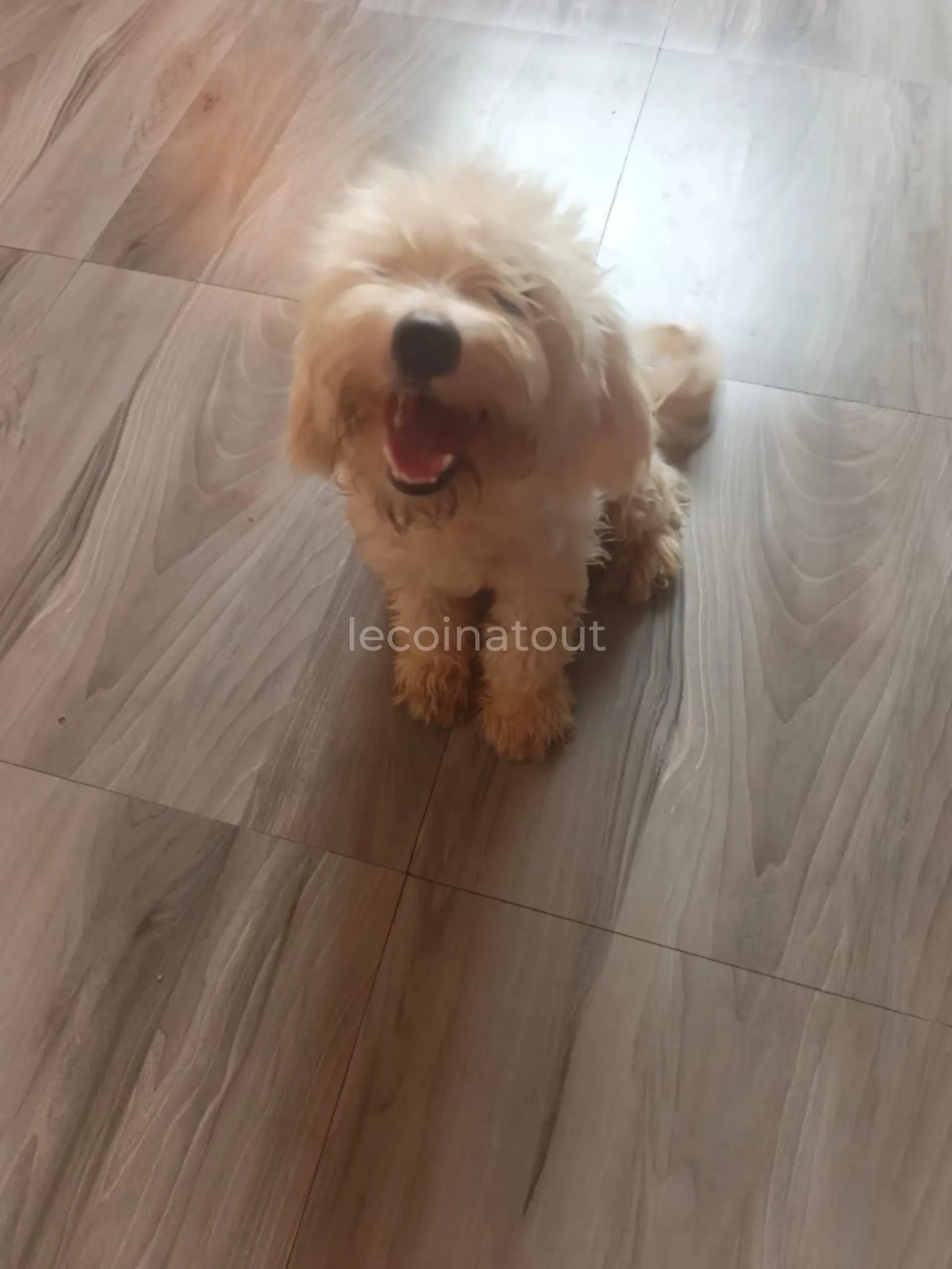 Chien de compagnie à vendre — photo 1, Pikine