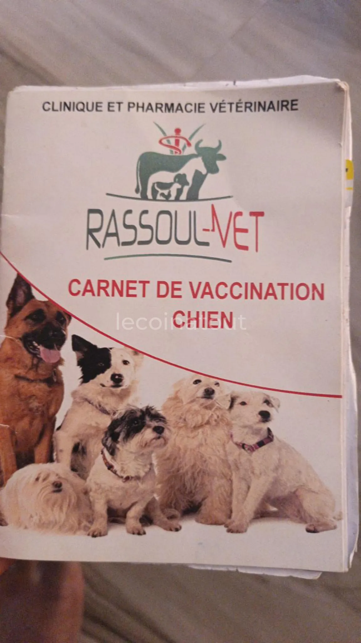 Chien de compagnie à vendre — photo 3, Pikine